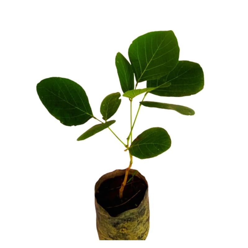 Mphmi Live Plants Palash Tree (B0CX9HFNKK) Amazon Price History, Amazon Price Tracker