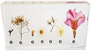 ZMX Corolla Type Organic Resin Embedded Specimens - Biological Teaching Plant Embedded Specimen Resin Crafts - for Biological Experiment Equipment