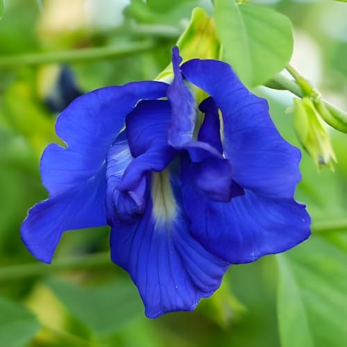 Image of Aparajita and Climbing Rose Seeds Combo Pack, Mixed Colors, Garden Flower Seeds for Home Garden Planting(Pack Of 100)