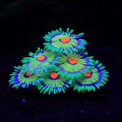 Image of ZtohPyo Glowing Effect Fish Tank Aquarium Decorations, Artificial Silicone Plants Ornaments for Fish Tank Landscape Decor Glow in The Dark Soft Anemone for Small Fish Bowl Decor