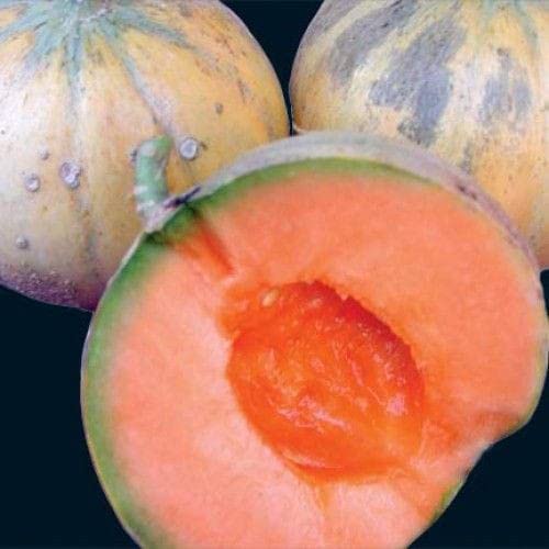 Ritz Farming® Musk melons seeds Charentais