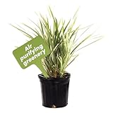 American Plant Exchange Live Aztec Grass – 6-Inch Pot – Hardy Ornamental Grass with Variegated Green and White Blades, Easy Care Ground Cover for Borders, Patios, Containers & Landscapes