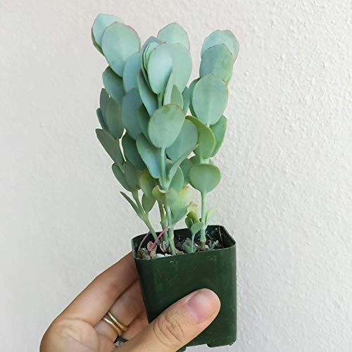 Kalanchoe Panamensis 2'' + Clay Pot | Healthy Succulent Cotyledon Live Easy Care Indoor House Plant, Fully Rooted In 2/4/6 Inch Sizes #TOP2