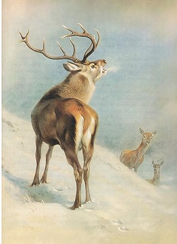 Toile cerf rouge Archibald Thorburn 60x90cm pour décoration de chambre nature