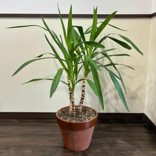 観葉植物 ユッカ 大型」の人気商品一覧 | 安い商品を通販サイトから