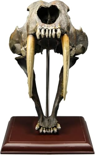 Crâne de tigre à dents de sabre en résine 1:1 pour anatomie médicale