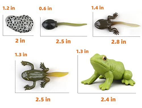 Montessori Life Cycle Animal Figures with Flash Cards, Realistic Animal Plant - Bild 44 von 71