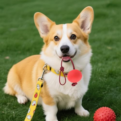 YQYCE 5 PCS Ball mit Schnur Hund, Wurfball für Hunde, Hundespielzeug mit Bällen am Seil, Hundebälle am Seil mit strapazierfähigen, elastischen Bällen, interaktives Hundespielzeug zum Apportieren