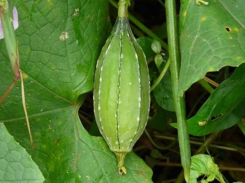ridge gourd seeds desi For Home Gardening,ridge gourd seeds desi For Home Planting Pack Of 17 (B0CTGGCSYX) Amazon Price History, Amazon Price Tracker