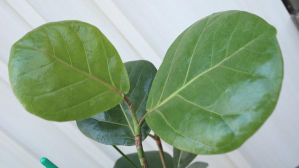 Amazon｜観葉植物 シーグレープ （ココロバ）8号サイズ｜観葉