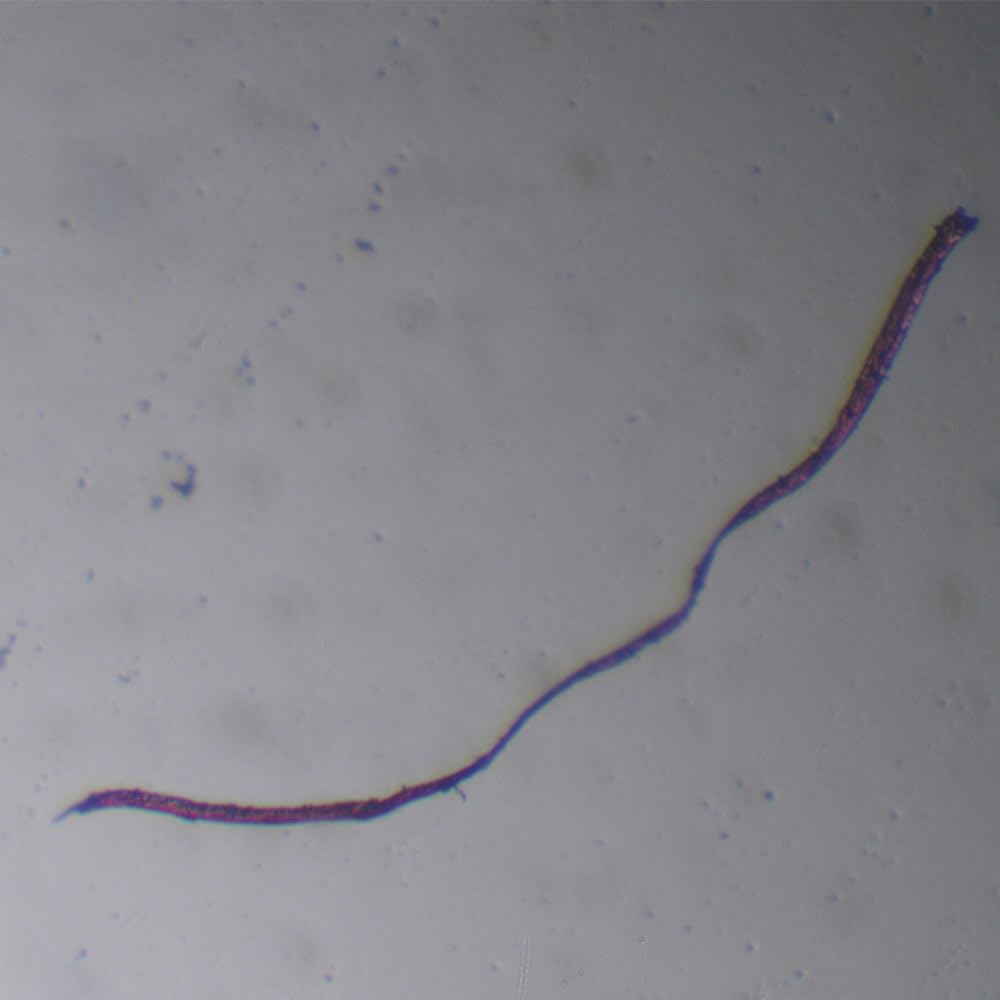 1 Piece Leishmania Donovani Promastigotes W.M Prepared Slides for Parasitology Sales
