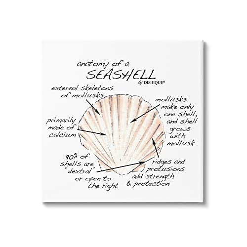 Image of 'Anatomy of Seashell Educational Marine Life'| Canvas Art | Stupell Industries | 17 x 17 Inches, Easy to Hang and Sturdy, Made in USA, by Dishique
