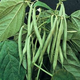 Go Green Beans Bushed Great Results-50 Seeds (Pack of 1)