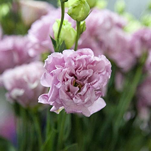 Pot-seed 50 : 50 pièces Eustoma Grandiflorum Semi sfusi
