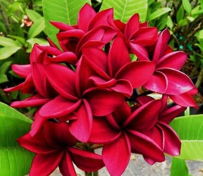 Live Red Champa Plumeria Rubra Flowering Plant | Fragrant Temple Flower Plant for Home Garden | Tropical Outdoor Decorative Plant with Pot - Pack of 1-image-43