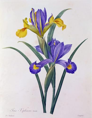 Toile Iris Xiphium Pierre Redouté pour créer une ambiance naturelle et apaisante au salon