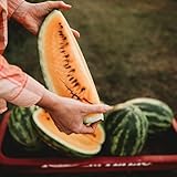 Mountain Sweet Yellow-Fleshed Watermelon - 25 Seeds - Heirloom & Open-Pollinated Variety, Very Sweet, Non-GMO Fruit & Vegetable Seeds for Planting Outdoors in The Home Garden, Thresh Seed Company