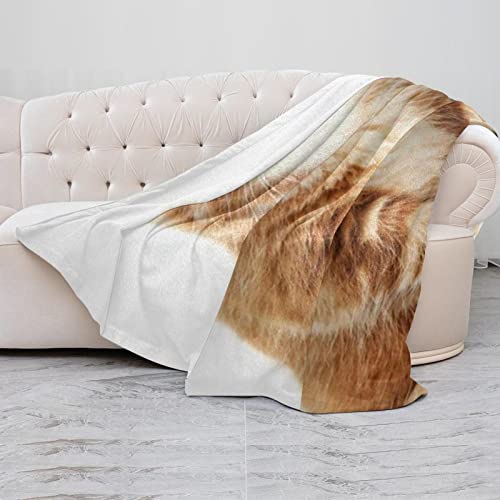 Couvertures en microfibre chaudes motif chats animaux couverture de sieste - 5