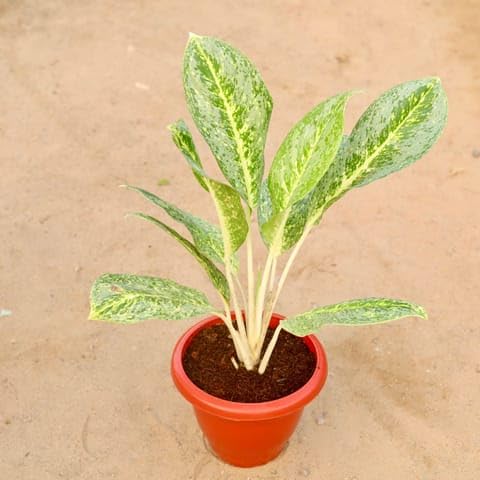 Bedroom Plants Aglaonema Chinese Evergreen Variegated Rare Plant in 10 Inch Classy Red Plastic Pot-image-13
