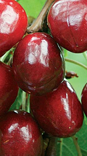 Ciliegio Giorgia 160 cm 3 anni pianta impollinatrice e produttrice grossa pezzatura frutto