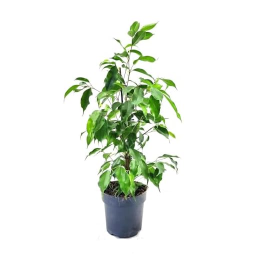 FICUS BENJAMINA M14 60CM | PLANTA NATURAL | PARA INTERIOR Y EXTERIOR | FICUS BOJ | PERFECTO PARA EL HOGAR Y OFICINAS