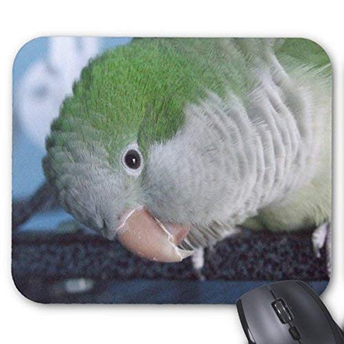 Preisvergleich Produktbild Rechteck mauspads whatcha doin ' quäker sittich mauspad