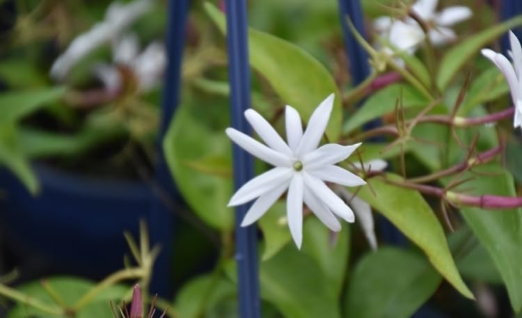 Miniatura 5 de Planta de jazmín viva de 5 a 7 pulgadas de estrella de jazmín para jardín perenne para interiores y exteriores