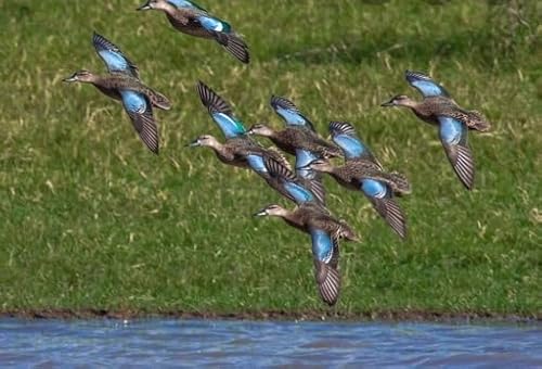 Duck Hunting The Early Season (Florida)