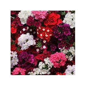 Generic 10pcs Wintersweet Bonsai Tree Flower Seeds