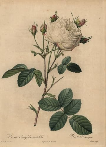 Art Tableau Chou Blanc et Rose par Pierre Redouté Impression sur Toile 60x90cm