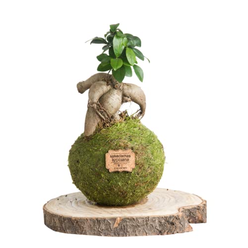 Kokedama Ficus Ginseng Natural Mediano - Kokedama Interior | Bola de Musgo Vivo | Planta Natural | Planta Interior | Decoración Hogar | Fácil Cuidado y Mantenimiento