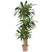 Nearly Natural 6584 Corn Stalk Dracaena Decorative Artificial Silk Plant, Green