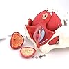Modello anatomico del bacino femminile Modello Anatomico Medico Regalo Ginecologia E Muscoli Rimovibili Organi Pubici Anatomia del pavimento pelvico