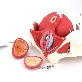 Modello anatomico del bacino femminile Modello Anatomico Medico Regalo Ginecologia E Muscoli Rimovibili Organi Pubici Anatomia del pavimento pelvico