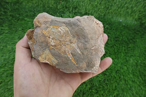 Ophiura A489 fossile d'étoile de mer : un cadeau insolite et intemporel chargé d'histoire