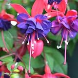 one Live Blue Eyed Fuchsia Fuschia Bush 5' Potted Plant