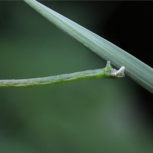 Inchworm Strategy