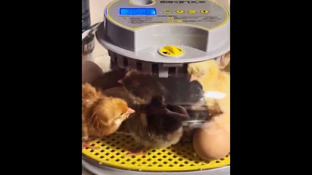 Amazon.com: Incubator for Hatching Eggs-12 Egg Capacity, 2026