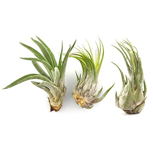 Live 4"+ Tillandsia Ionantha Air Plants - Set Of 3 Assorted Large Air Plants - Live Indoor Air Purifying Plants For Home And Garden Decor #TOP24