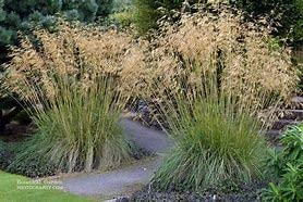 Stipa gigantea STIPA gigantea 1 x 9cm Potted Plant by Park Farm Plants Stipa Gigantea or Giant Feather Grass, Golden Oats Grass