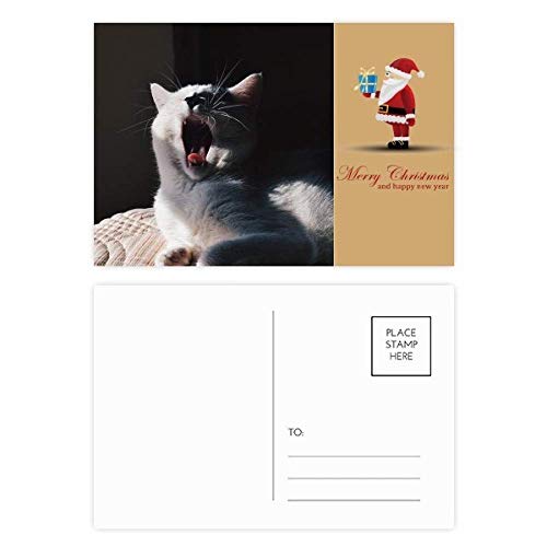 Cartes postales Yawn Cat pour écrire un mot doux à vos proches au quotidien
