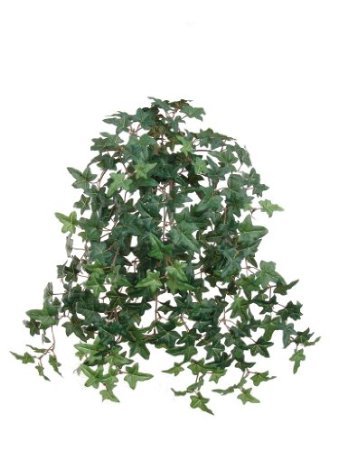 1 Artificial Silk 20" Mini English Ivy Bush