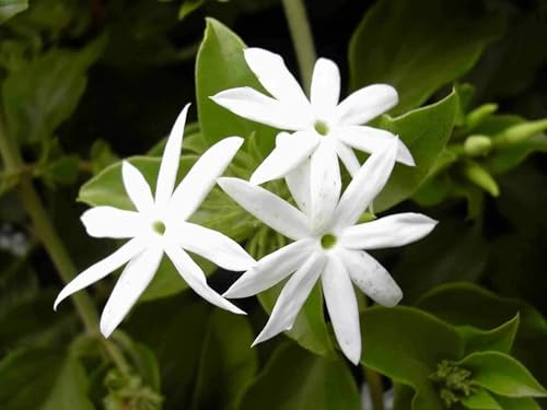 Image of Chandani White Flower Live Plant | Chandani Plant with Pot | White Flowering Plant for Home Garden Balcony Outdoor