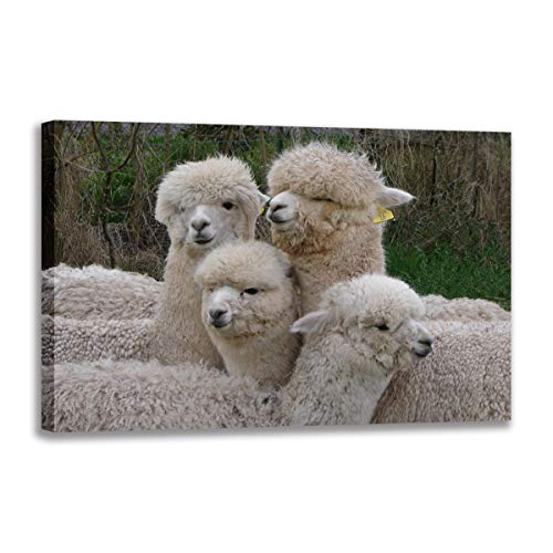 Poster alpaga mignon une touche de tendresse et de douceur murale encadrée