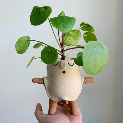 Semillas de Pilea Peperomioides - Semillas de planta OVNI, planta de moneda de la suerte, Plantas colgantes, plantas perennes resistentes para jardín. Plantas de interior aptas para 100pcs