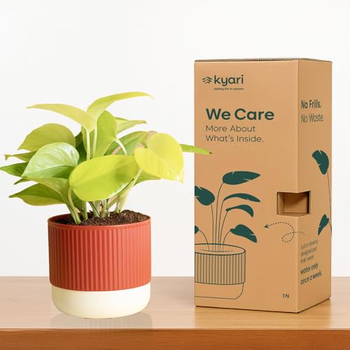 Image of Kyari Combo of 2 Indoor Plants - Money Variegated, Peace Lily with Red Brick Self Watering Pot 4 Inch - Live Plants for Home Decor, Living Room, Office Desk - Air Purifying Vastu Plant Set