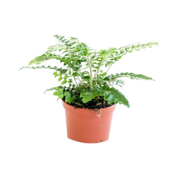 6x Japanischer Glanzschildfarn - Polystichum polyblepharum - Topf 9x9cm - Dekorativer Farn
