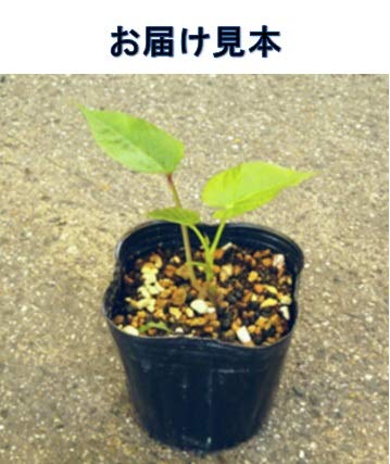 Amazon.co.jp: 野菜 苗 ツル取り用 さつまいも ポット苗 なると 金時