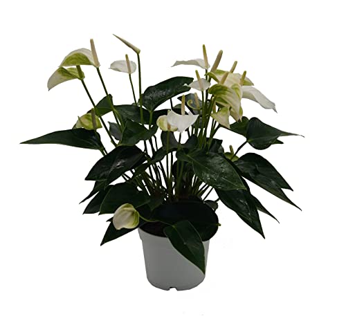 Flamingoblume, (Anthurium), pflegeleichte Zimmerpflanze, im 12cm Topf, (Weiss, Sorte: White Champion)