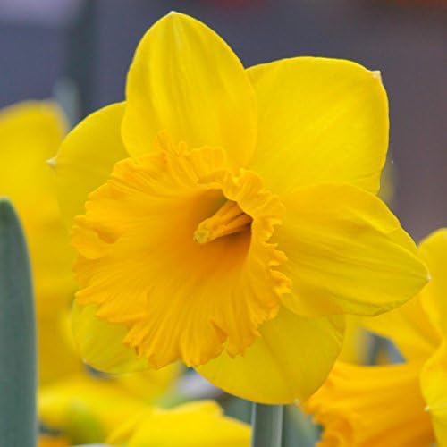 Yellow Trumpet Daffodil Dutch Master - 125 narcissus flower bulbs - Buy in Bulk and Save